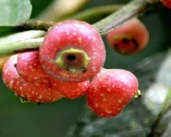 Estraños frutos del bosque 