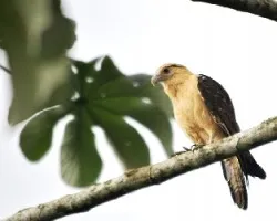 Milvago chimachima
