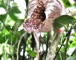 Aristolochia grandiflora
