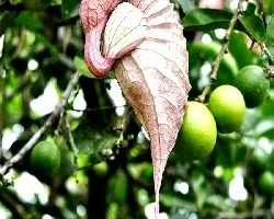 Aristolochia grandiflora