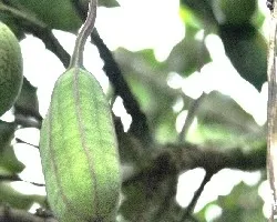 Aristolochia grandiflora