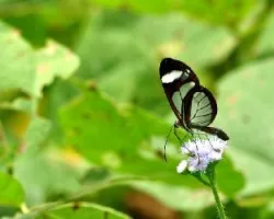 Ithomia bolivari