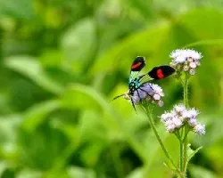 Polilla de lindos colores