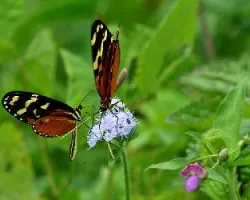 Mechanitis polymnia isthmia.