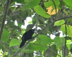 Amblycercus holosericeus