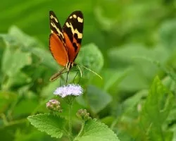 Melinaea scylax