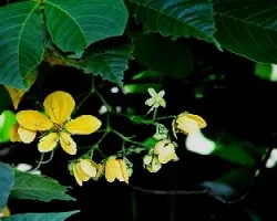 Cassia corymbosa - Senna corymbosa