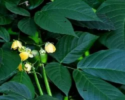 Cassia corymbosa  Senna corymbosa