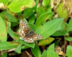 Riodinidae sp.