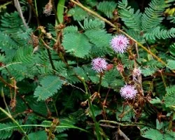 Mimosa pudica