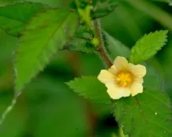 Sida rhombifolia