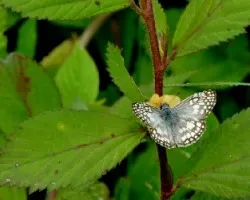 Riodinidae sp. 