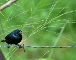 Volatinia jacarina
