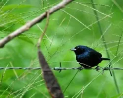 Volatinia jacarina