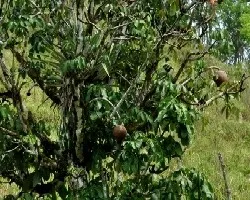 Pachira aquatica