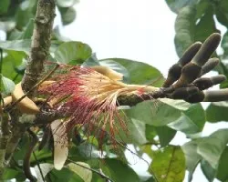 Pachira aquatica