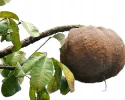 Pachira aquatica