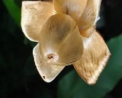 Merremia tuberosa  Ipomoea tuberosa