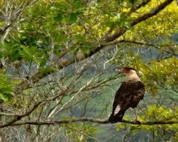 Caracara cheriway