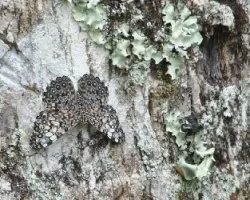 Hamadryas feronia farinulenta 