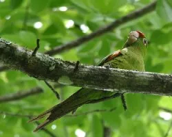 Aratinga finschi