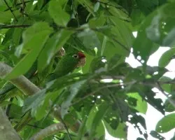 Aratinga finschi