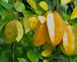 Averrhoa carambola