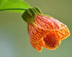 Abutilon sp