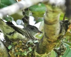 Elaenia flavogaster