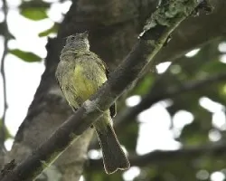 Elaenia flavogaster