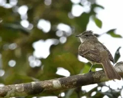 Elaenia flavogaster