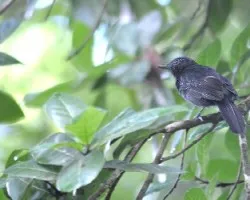 Thamnophilus bridgesi