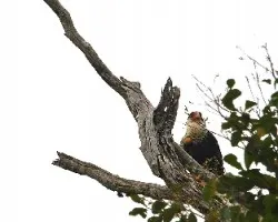 Caracara chiriway