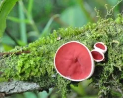 Sarcoscypha coccinea