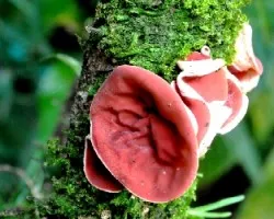 Sarcoscypha coccinea
