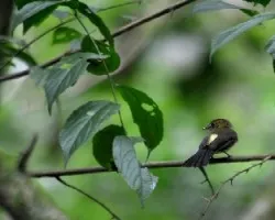 Myiobius atricaudus