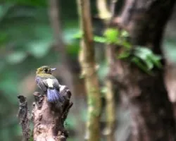 Myiobius atricaudus