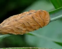 Gusano ratón