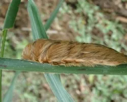 Gusano ratón