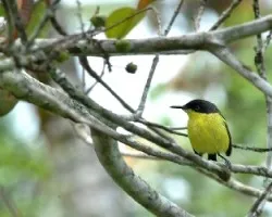 Todirostrum cinereum