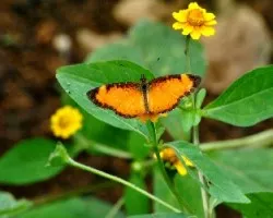Tegosa anieta