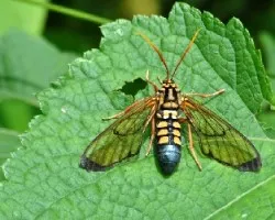 Lindo insecto