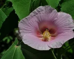 Hibiscus indicus