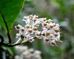 Clusia minor