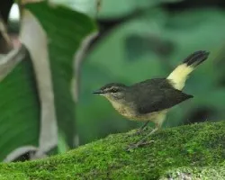 Myiothlypis fulvicauda