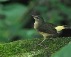 Myiothlypis fulvicauda