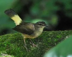 Myiothlypis fulvicauda