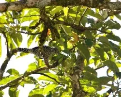 Thamnophilus doliatus
