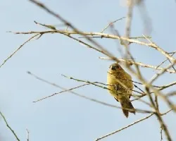 Sporophila corvina