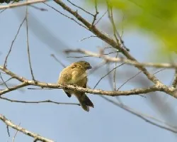 Sporophila corvina